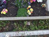 image of grave number 451770